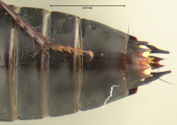 Media type: image;   Entomology 601345 Aspect: thorax lateral